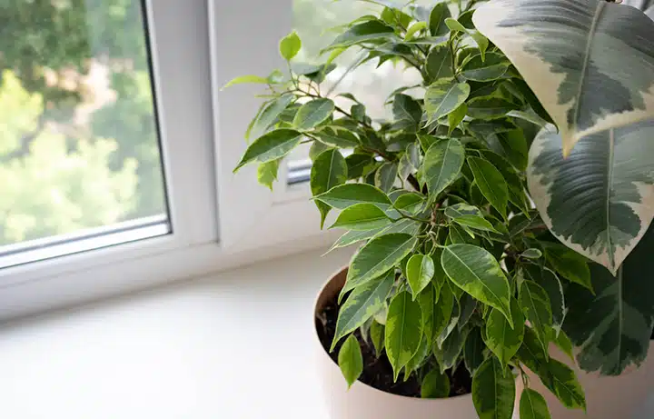 Ficus in front of window in Franklin, NJ.